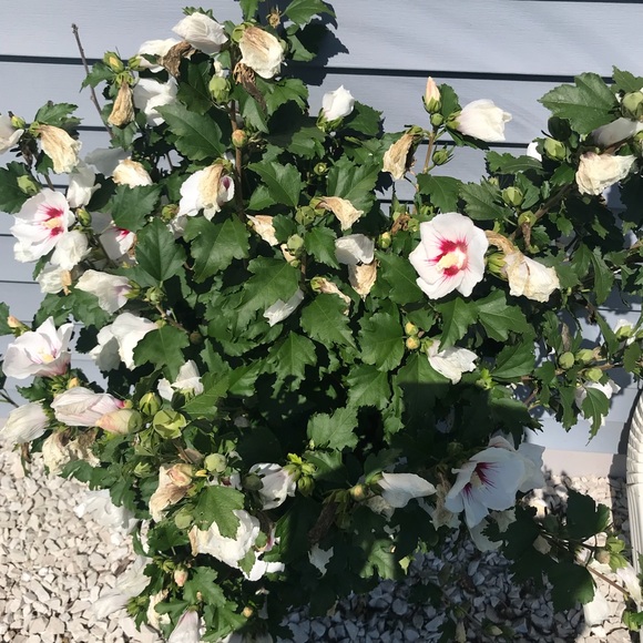 Meet your Posher, Nicole - Picture 1 of 1